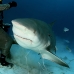 shark_bull_pdm_v_0037_mex0045.jpg